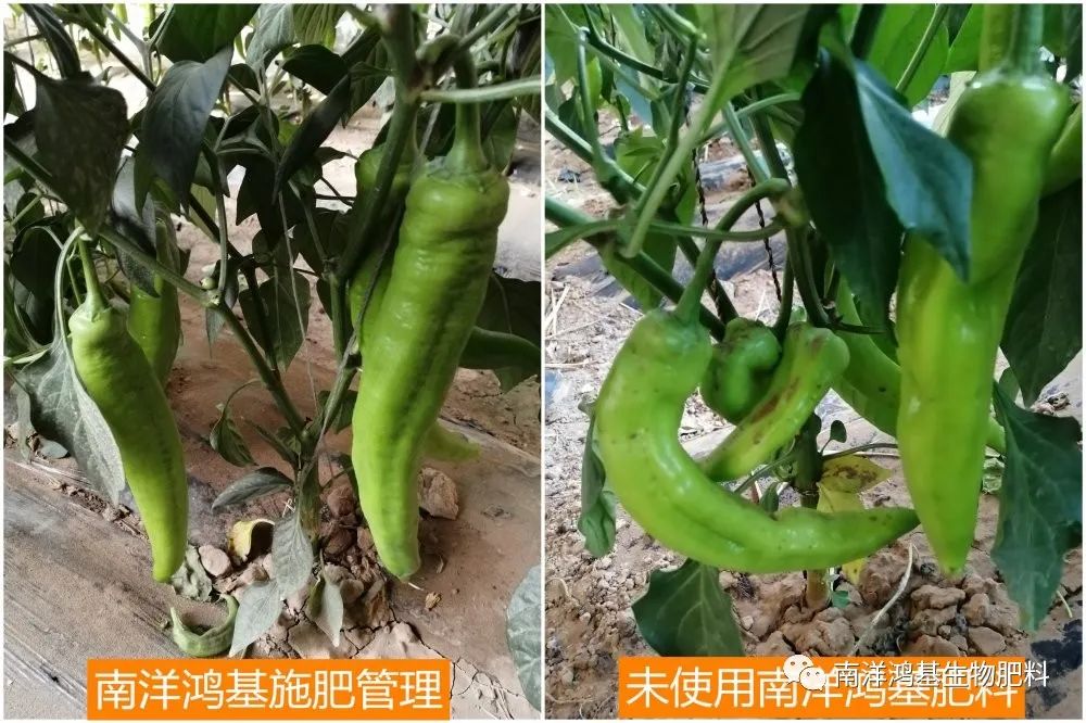 最新捷報！辣椒豐產高收益