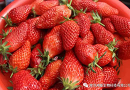 【南洋鴻基】他的草莓連續(xù)三年賣出高價(jià)！管理秘訣在這里——